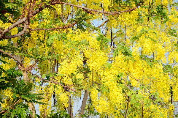 Χρυσή ντους δέντρο — Φωτογραφία Αρχείου