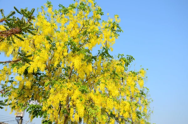 Goldener Duschbaum — Stockfoto