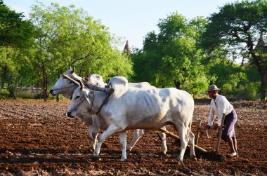 Farmer with cow for plowing towing on paddy