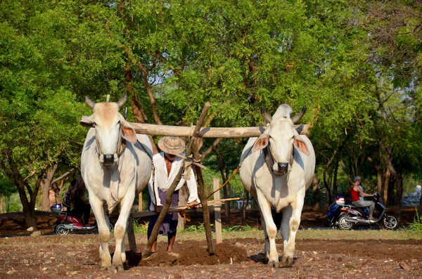 Fermier avec vache pour labourer le remorquage sur paddy — Photo