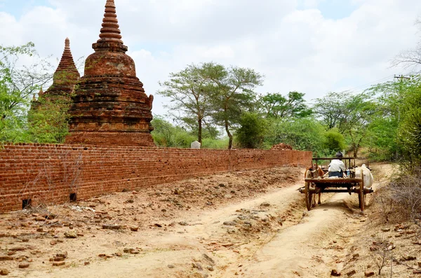 Birmans équitation chariot de vache — Photo
