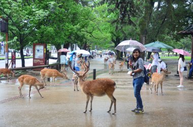 Geyikler Nara, Japonya'da Park grubu