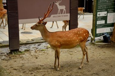 Nara Japonya'da Todai-ji Tapınağı'nda Geyikler