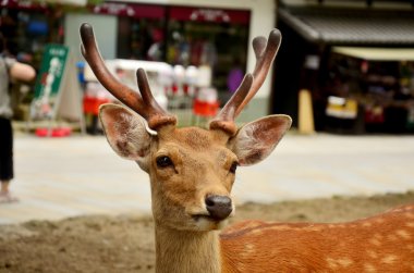 Nara Japonya'da Todai-ji Tapınağı'nda Geyikler