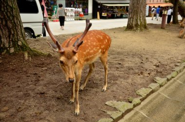 Nara Japonya'da Todai-ji Tapınağı'nda Geyikler