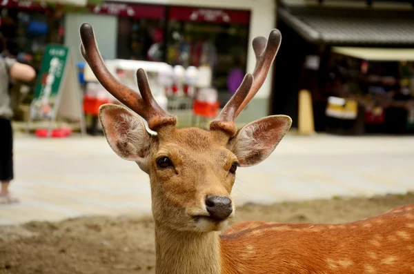 Cervi al Tempio Todai-ji a Nara Giappone — Foto Stock