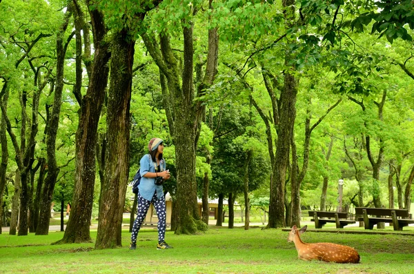 Parque e cervos de Templo de Todai-ji — Fotografia de Stock