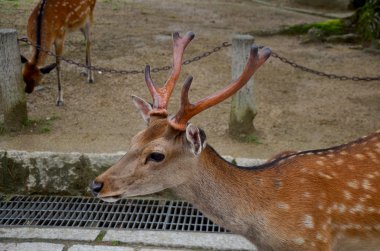 Nara Japonya'da Todai-ji Tapınağı'nda Geyikler