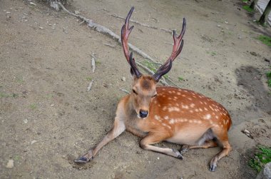 Nara Japonya'da Todai-ji Tapınağı'nda Geyikler