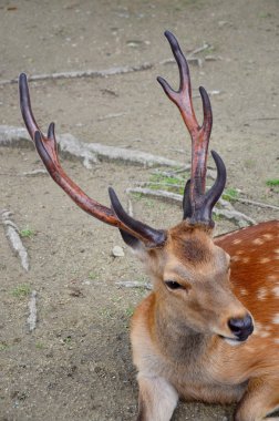 Nara Japonya'da Todai-ji Tapınağı'nda Geyikler