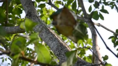 Kırmızı karıncalar ağaç üzerinde yürüyen karıncanın yuvaya gitmek