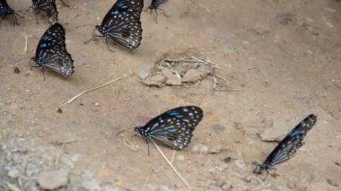 Tuz yemek kelebek yere yalıyor
