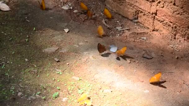 Comer mariposas Lame sal en el suelo — Vídeos de Stock