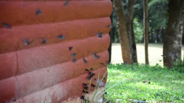 Comer mariposas Lame sal en el suelo — Vídeo de stock