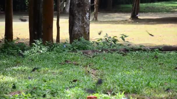 Comer mariposas Lame sal en el suelo — Vídeos de Stock