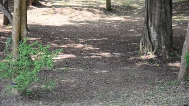 Vlinder eten zout likt op grond — Stockvideo