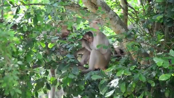 Macaco na árvore em Pong Krathing Hot Spring — Vídeo de Stock