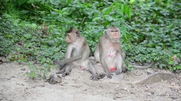 Macaco na árvore em Pong Krathing Hot Spring — Vídeo de Stock