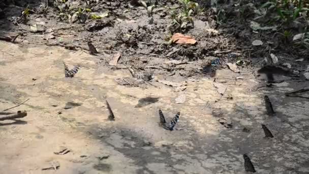 Mariposa comiendo comida en el suelo en Pong Krathing Hot Spring — Vídeos de Stock