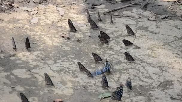 Papillon manger de la nourriture sur le sol à Pong Krathing Hot Spring — Video