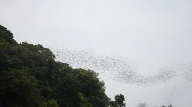 Wat Khao Chong Pran Ratchaburi Tayland, gece uçan yüz milyon yarasa.