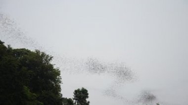 Wat Khao Chong Pran Ratchaburi Tayland, gece uçan yüz milyon yarasa.