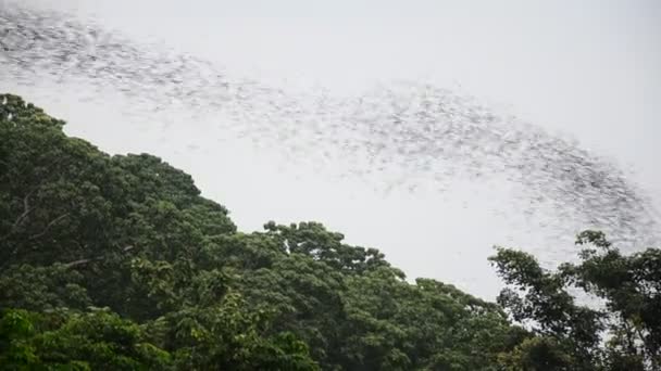 Cien millones de murciélagos volando nocturnos en Wat Khao Chong Pran en Ratchaburi Tailandia . — Vídeos de Stock