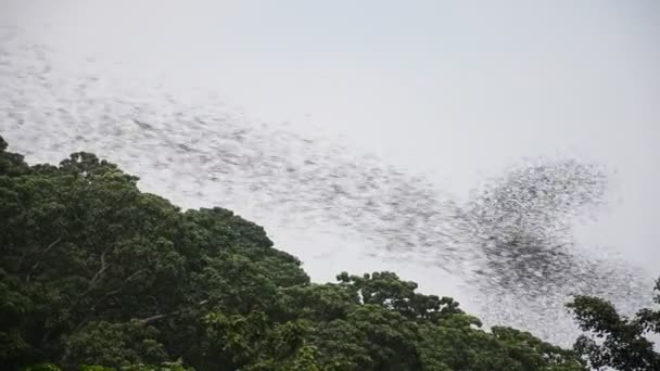 Εκατό εκατομμύρια νυχτερίδες που φέρουν νυκτόβια στο Wat Khao Chong Pran σε Ρατσαμπούρι Ταϊλάνδη. — Αρχείο Βίντεο