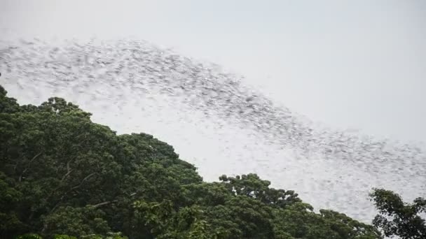 Hundred Million Bats flying nocturnal at Wat Khao Chong Pran in Ratchaburi Thailand. — Stock Video