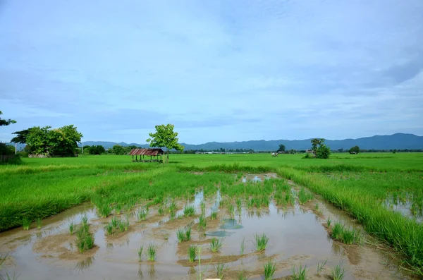 View of landscape of Paddy or rice field and hut — Stock Photo, Image