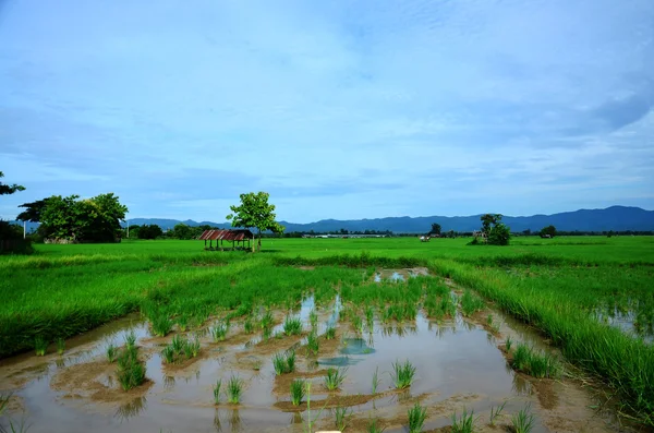 View of landscape of Paddy or rice field and hut in morning time — Stock Photo, Image