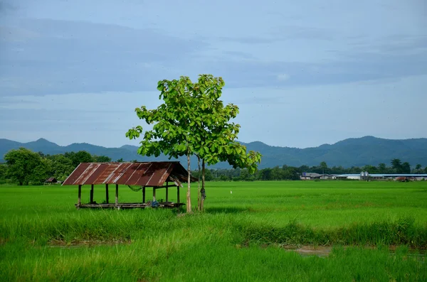 Vista da paisagem de Paddy ou campo de arroz e cabana — Fotografia de Stock