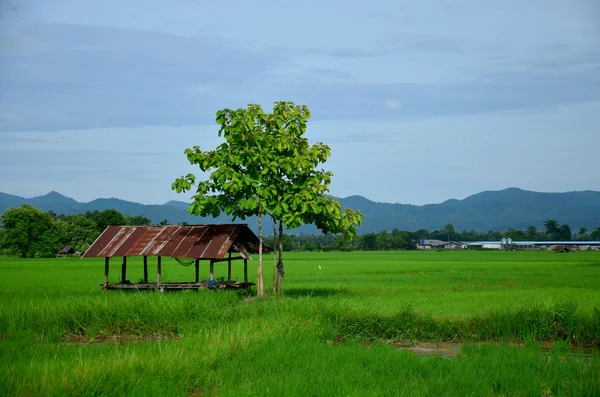 Vista da paisagem de Paddy ou campo de arroz e cabana — Fotografia de Stock