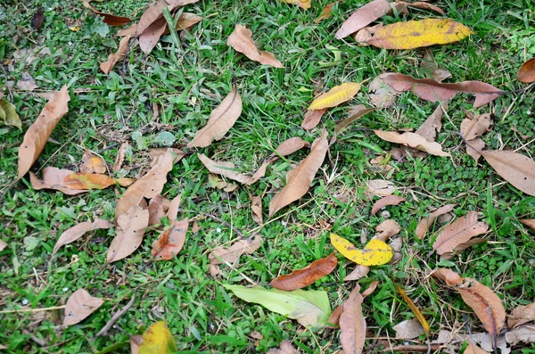 Gras und Blatt Hintergrund auf dem Boden — Stockfoto