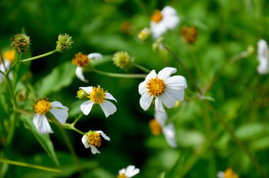 İspanyolca çiçek ya da Bidens pilosa çiçekler iğne