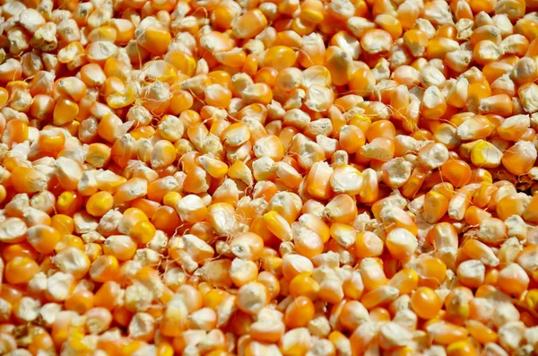 Corn seed kernels texture — Stock Photo, Image