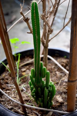 Kaktüs Garden tencerede