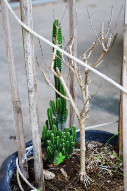 Kaktüs Garden tencerede