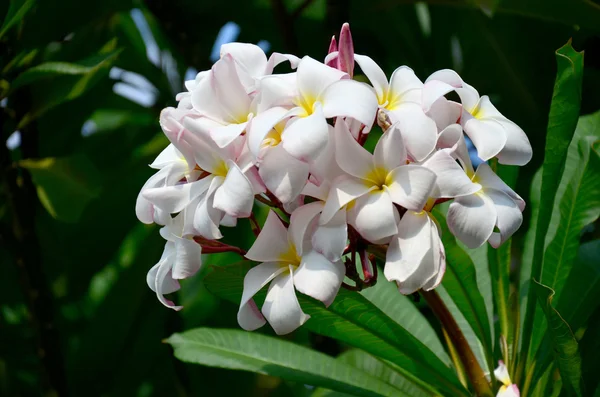 Frangipani o Plumeria o Templetree flor — Foto de Stock