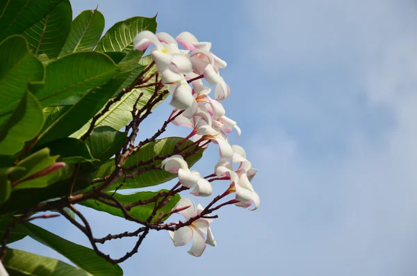 Keře nebo Plumeria nebo Templetree květ — Stock fotografie