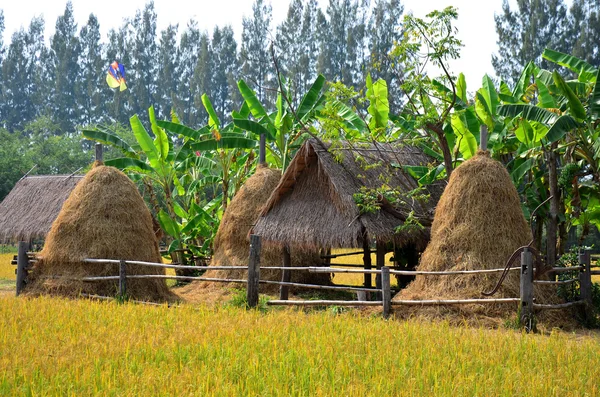 Campo de arroz y choza de paja en Jim Thompson Farm —  Fotos de Stock