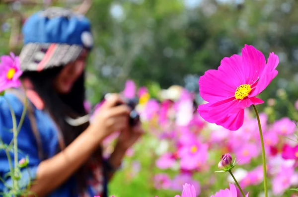 Cosmos Flores Campo de Jim Thompson Granja — Foto de Stock