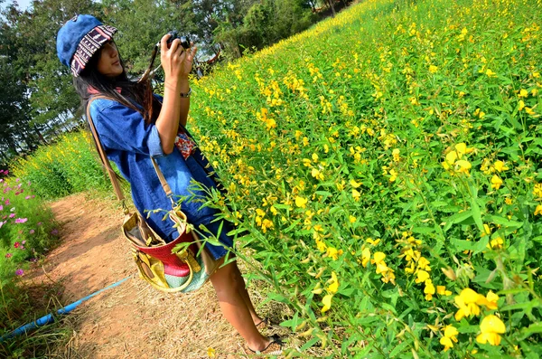 Женщины путешествуют и фотографируют Crotalaria juncea Field of Jim Thomp — стоковое фото