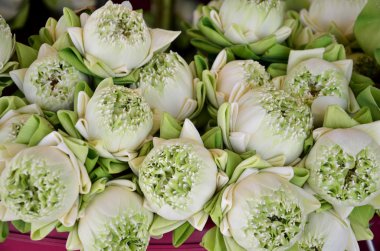 Buda dua için lotus çiçeği