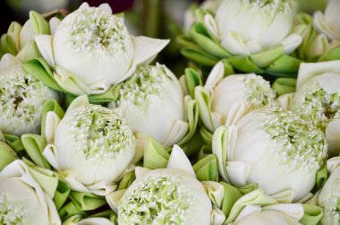 Buda dua için lotus çiçeği