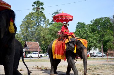 Ayutthaya Antik şehir etrafında tur için fil sürme Gezgin
