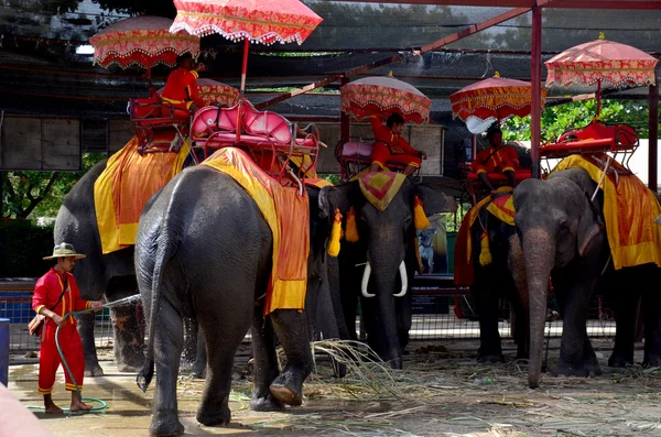 Reiziger rijden olifant voor tour rond de oude stad Ayutthaya — Stockfoto