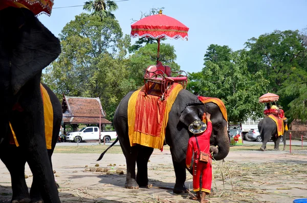 Reiziger rijden olifant voor tour rond de oude stad Ayutthaya — Stockfoto