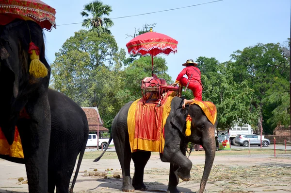 Voyageur équitation éléphant pour le tour autour de la ville antique Ayutthaya — Photo