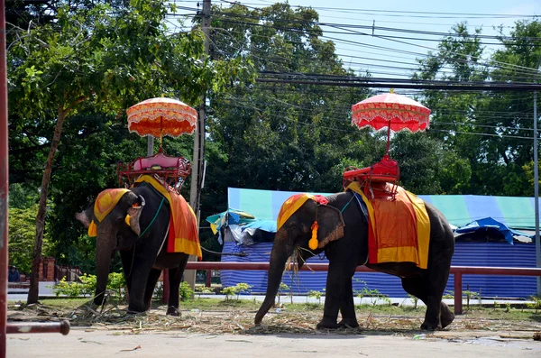 Reiziger rijden olifant voor tour rond de oude stad Ayutthaya — Stockfoto